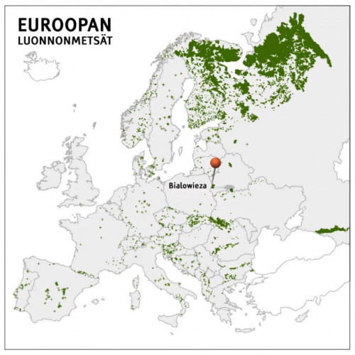 luonnonmetsät