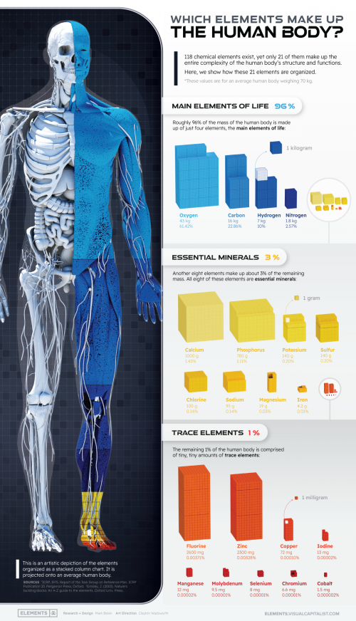 Human body composition carbo nitrogen