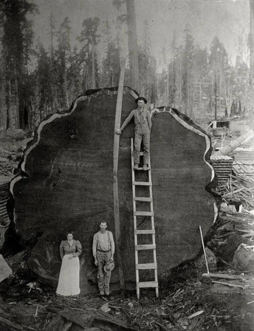 1,341 year old Sequoia tree