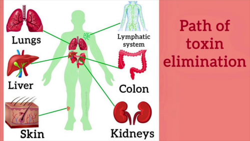 Detox system1